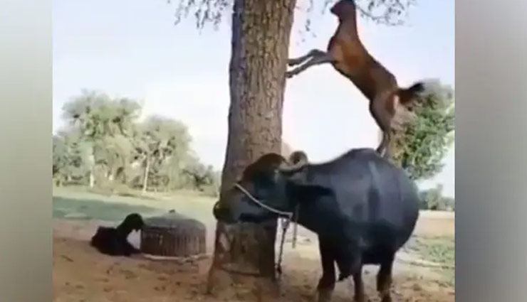 पेड़ के पास खड़ी भैंस के ऊपर चढ़कर बकरी ने किया कुछ ऐसा, लोग बोले-  India's GOAT talent; देखें Video