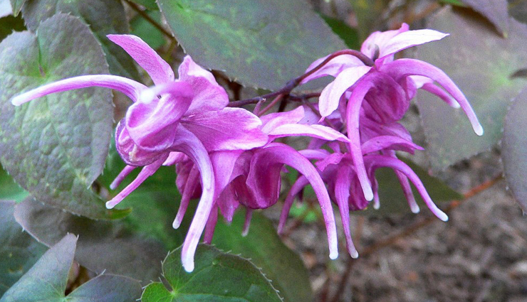 boils,natural way to treat boil,treat boil at home,boil treatment,home remedies to treat boil