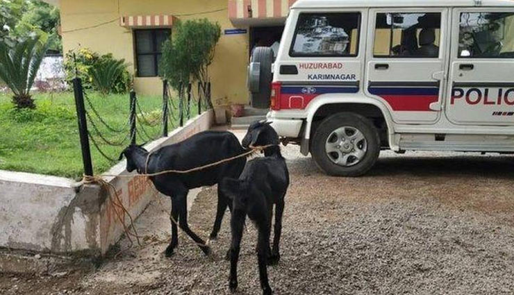 आखिर क्यों किया पुलिस ने दो बकरियों को गिरफ्तार, वजह हैरान करने वाली 
