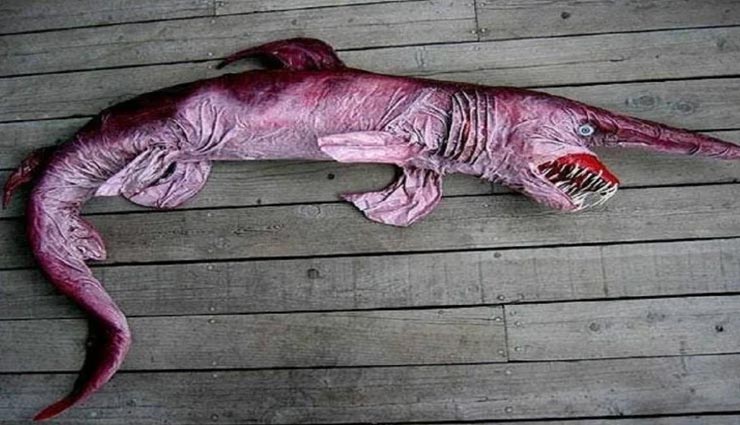 आपने शायद ही देखें होंगे ये अजीबोगरीब जीव, हो जाएंगे सोचने पर मजबूर weird news,weird information,strange creatures,creatures of the world