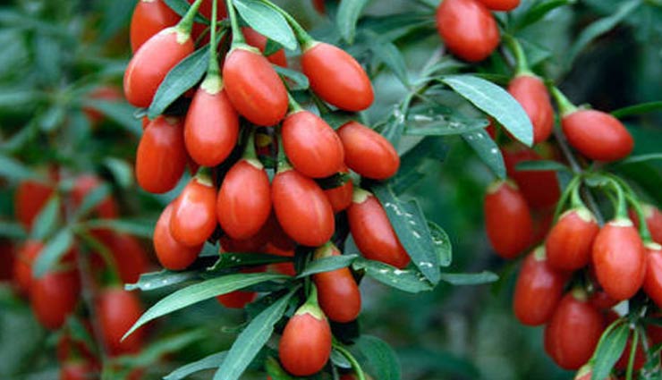 6 Amazing Health Benefits of Goji Berry