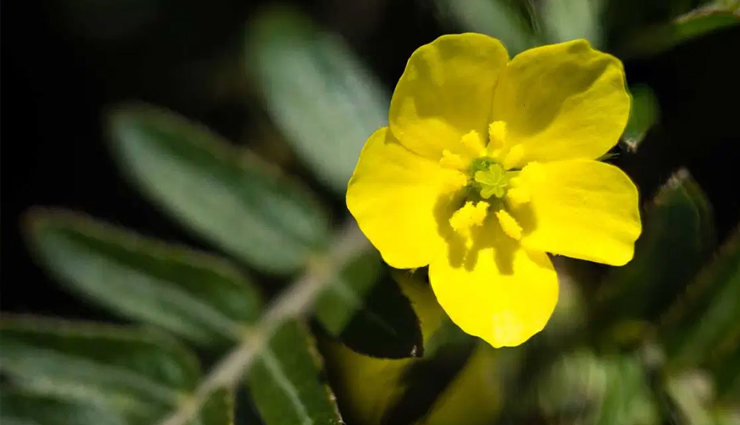 ayurvedic herbs you should take during early winters to stay healthy,healthy living,Health tips