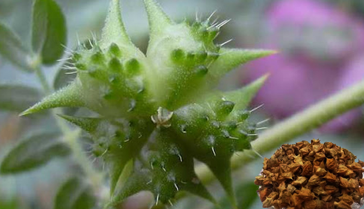 gokshura benefits,tribulus terrestris uses,gokshura health benefits,ayurvedic gokshura,gokshura for libido,gokshura kidney health,gokshura supplement,gokshura side effects