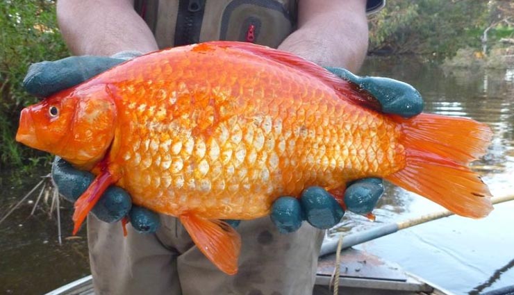 दुनिया के 5 अजीब दिखने वाले जानवर world most amazing look like animal,horseshoe bat,blob fish,gold fish,naked chachundar,frigate bird