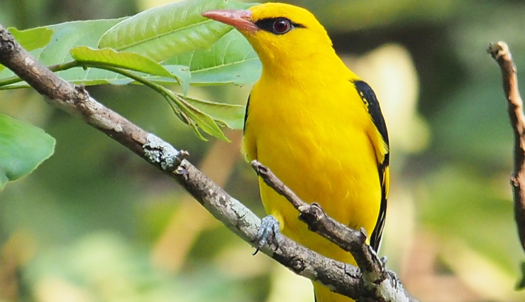 jungle birds,jungle birds you can spot  in india,india tourism,tourist places in india,india tourist places,holidays,travel