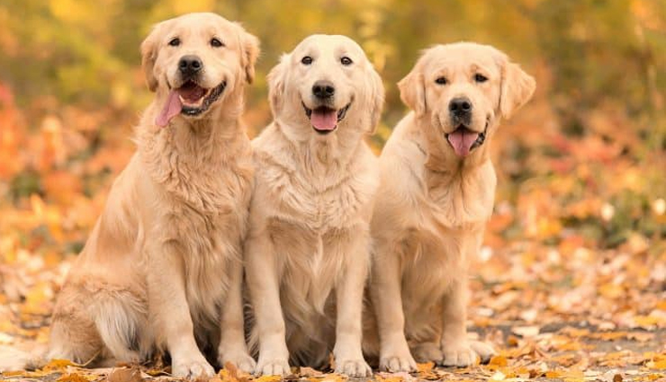 white golden retriever breed guide,everything you need to know about white golden retrievers,white golden retriever: a comprehensive breed overview,white golden retriever 101: facts and information,understanding the white golden retriever breed,all about white golden retrievers: breed insights,the characteristics and traits of white golden retrievers,white golden retriever breed profile and details,key facts about white golden retrievers,white golden retriever: the ultimate breed guide