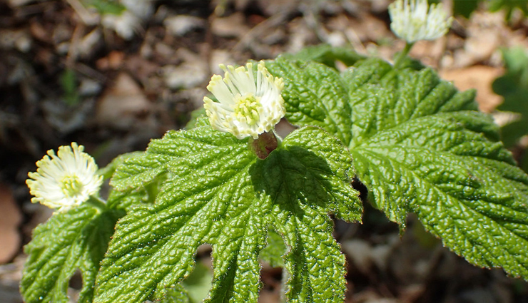 natural remedies to treat folliculitis,beauty tips,beauty hacks