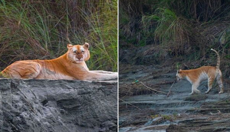 weird news,weird incident,golden tiger,kaziranga assam