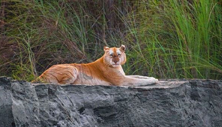 सोशल मीडिया पर वायरल हो रहा देश का इकलौता गोल्डन टाइगर