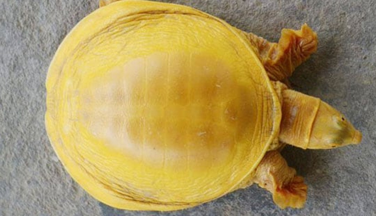 rare turtle,born,golden,shell,incarnation,god vishnu,nepal,weird news,viral news