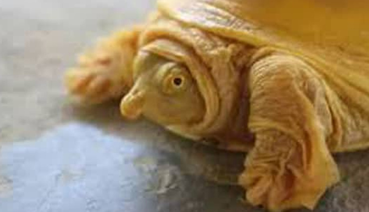 rare turtle,born,golden,shell,incarnation,god vishnu,nepal,weird news,viral news ,नेपाल में मिला सुनहरे रंग का कछुआ, भगवान विष्‍णु का अवतार मान पूजने लगे लोग