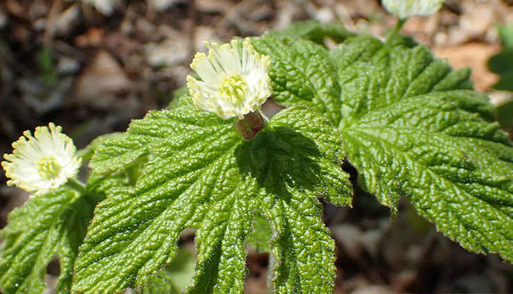 finger burns at home,treat finger burns at home,finger burns,Health,Health tips