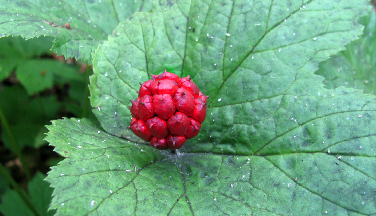 fingers,treat burns on fingers,fingers,finger care,Health,Health tips