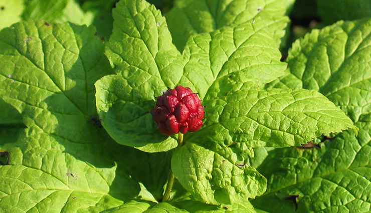 natural remedies for genital itching,treat genital itching naturally,home remedies for genital itching,natural treatments for itching in genital area,holistic approaches to alleviate genital itching,herbal remedies for genital itching relief,soothing natural remedies for genital itching,home care tips for treating genital itching,lifestyle changes to reduce genital itching,natural remedies for itchy genitals,remedies to soothe genital itching naturally,natural solutions for relieving itching in the genital area,home remedies to ease genital itching,herbal remedies for soothing genital itching,natural ways to manage itching in the genital region