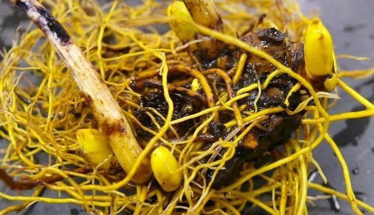 fibroids,fibroids treatment,home remedies to treat fibroids,Health,Health tips,women health,women health problem