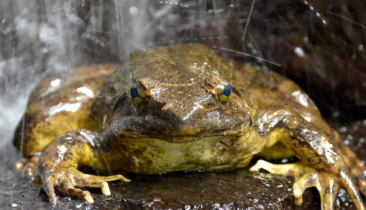 शोध : दुनिया का सबसे बड़ा और 3.3 किलो वजनी अफ्रीकन मेंढक गोलियथ, रहने के लिए खुद करता है तालाब का निर्माण