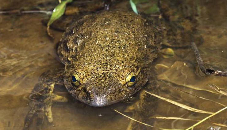 scientist reveals worlds largest frogs,goliath,big frog build their own ponds,frog,frog news in hindi,weird news,weird news in hindi ,फ्रीकन मेंढक गोलियथ