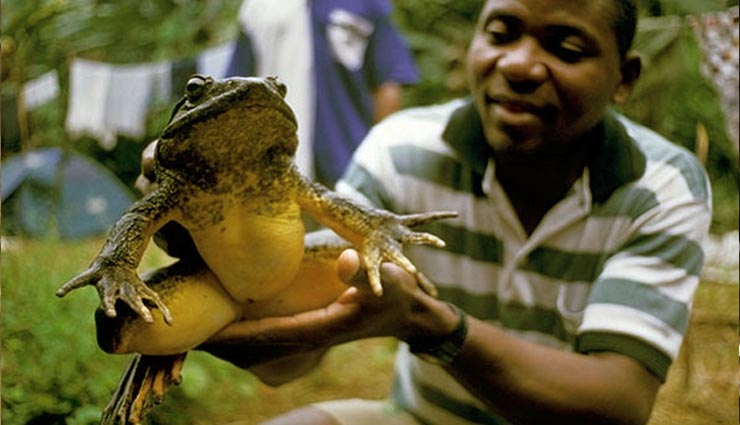 शोध : दुनिया का सबसे बड़ा और 3.3 किलो वजनी अफ्रीकन मेंढक गोलियथ, रहने के लिए खुद करता है तालाब का निर्माण scientist reveals worlds largest frogs,goliath,big frog build their own ponds,frog,frog news in hindi,weird news,weird news in hindi