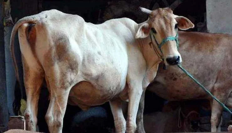 gomutra ke fayde,cow urine benefits,gomutra ke fayde,Health,Health tips