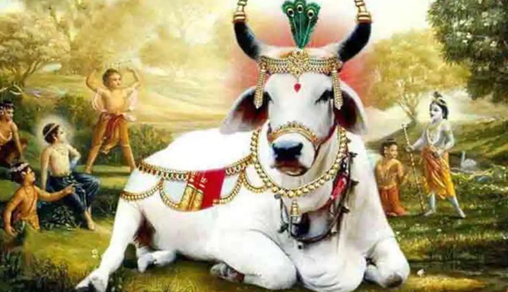 astrology tips,astrology tips in hindi,gopashtami,gopashtami 2019,cow worship,benefit on gopashtami festival