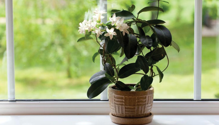 bedroom plants,household tips,home decor,plants for sound sleep