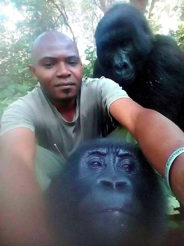 gorilla selfie,gorilla selfie viral,gorilla,weird story,omg,weird story in hindi ,गोरिल्ला सेल्फी