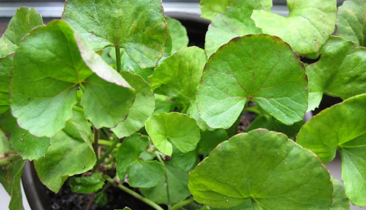 home remedies for cellulite in thighs,cellulite in thighs,ways to get rid from cellulite in thighs,beauty tips,beauty hacks