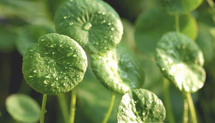 gotu kola mint juice,gotu kola mint juice recipe,mint recipe,juice recipe,summer drink,recipe