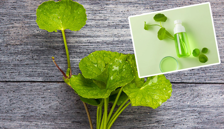 7 Least Known Benefits of Gotu Kola for Skin