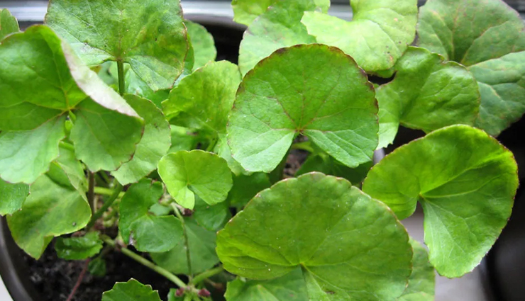 natural ways to get rid of cellulite,beauty tips,beauty hacks