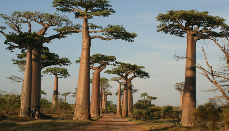 endangered species of trees,species of trees,grandidiers baobab,western wheatbelt wattle,quiver tree,seaside adler,parana pine,dragons blood tree,pokemeboy,chilean pine,farsers fir,eagle wood,travel,holidays,travel guide