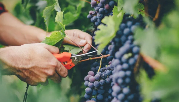 grapes,health benefits of grapes,Health tips,fitness tips