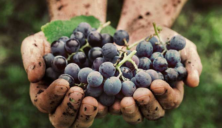 Health tips,5 health benefits of eating grapes,amazing benefits of eating grapes,how grapes are good for health,healthy benefits of eating grapes regularly