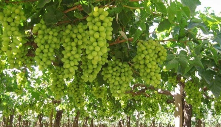 fruits of winters,winters,fruits,Apple,sweet potato,guava,pomegranate,grapes,oranges,Health,Health tips,healthy living