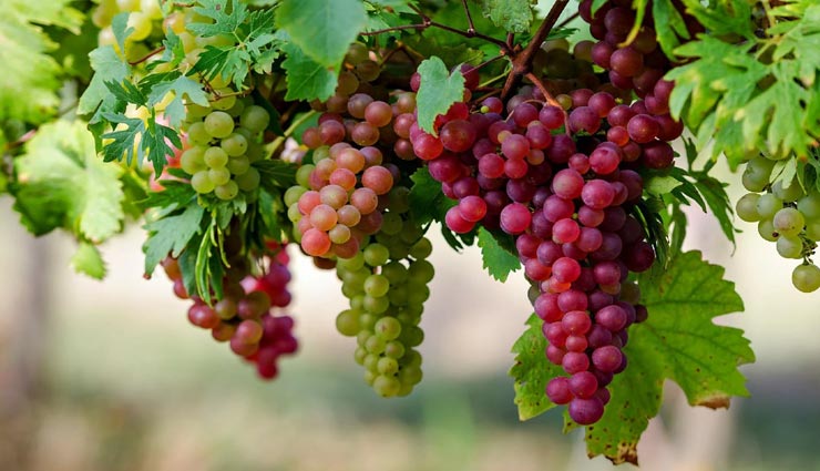 Health tips,health tips in hindi,diabetic patients,unhealthy fruits,coronavirus