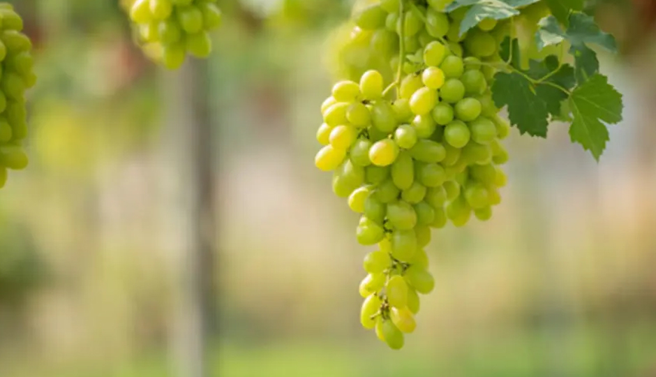 10 Benefits of Grapes for Skin and Hair