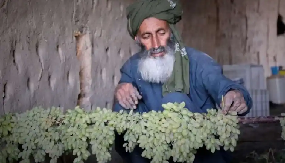पाकिस्तान बॉर्डर बंद होने से अफगान किसानों पर दोहरी मार, अंगूर से किशमिश बनाने को मजबूर