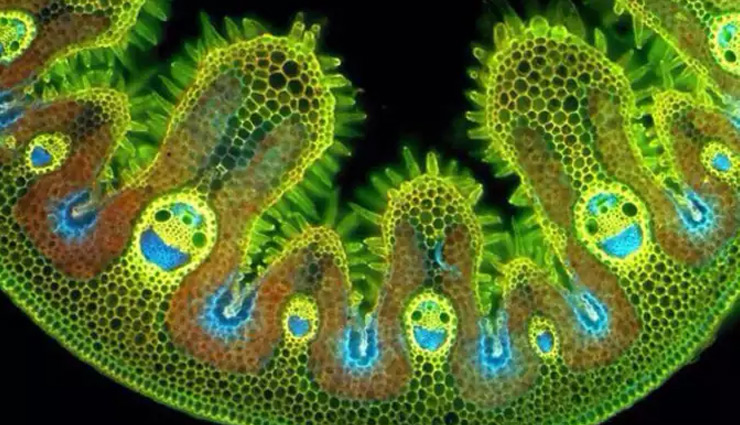 microscopic pictures,the amazing world through microscope