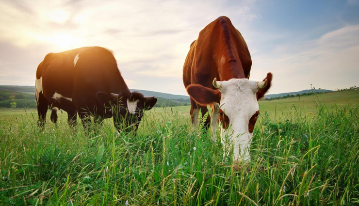 cavities,home remedies for cavities,cavities problem,tips to get rid of cavities,cavities remedies,teeth,teeth care tips,Health,Health tips