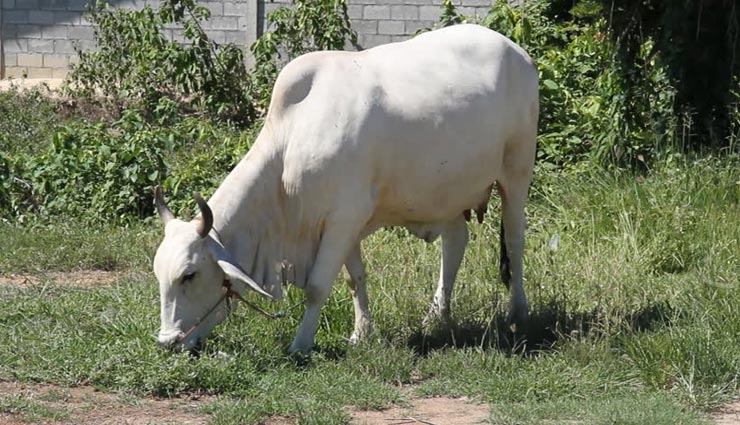 astrology tips,astrology tips in hindi,astrology measures,happiness of life