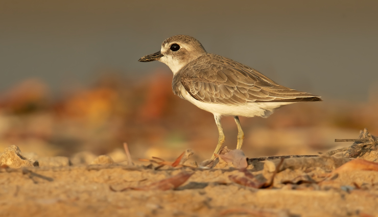 plover and lapwing found in india,india travel,india tourism,tourist places in india,holidays,travel