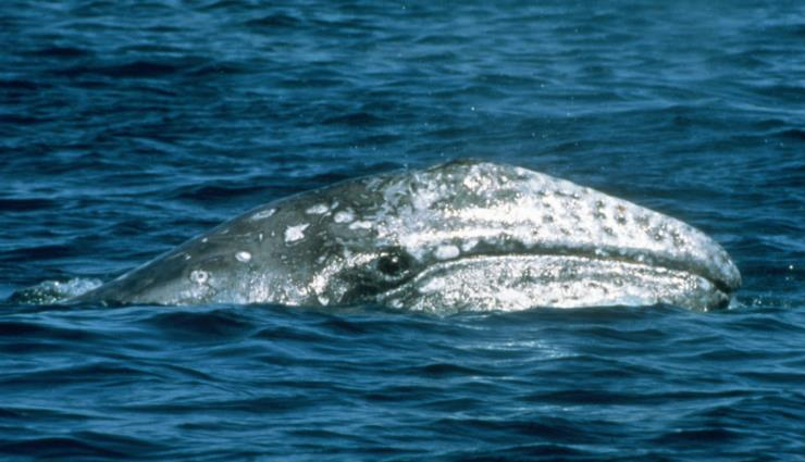 monterey bay whale watching,whale species in monterey bay,blue whales in monterey bay,killer whales in monterey bay,gray whale migration,humpback whales in monterey bay,minke whales in monterey bay,fin whales in monterey bay,bairds beaked whale sighting,whale watching season,whale behavior in monterey bay,best time for whale watching,whale habitat in monterey bay,marine sanctuary in monterey bay,monterey bay wildlife,unique whale sightings,best places for whale watching,guided whale watching tours,conservation of whales in monterey bay,sustainable whale watching