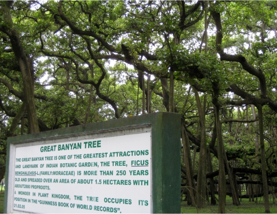 250 साल पुराना है ये बरगद का पेड़