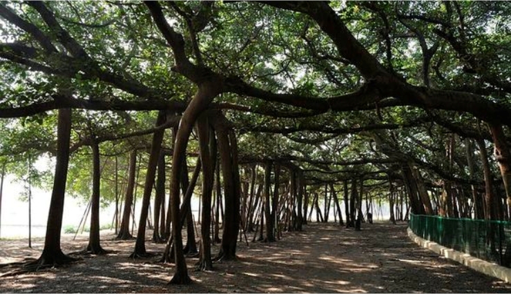 great banyan tree of kolkatta,huge banyan tree