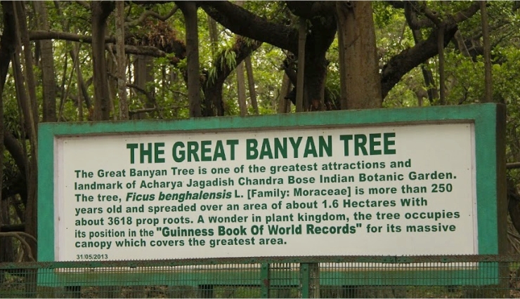 great banyan tree of kolkatta,huge banyan tree