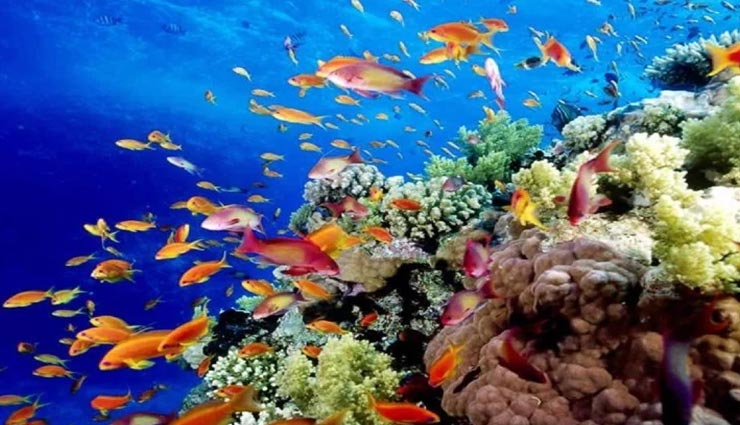 क्या आप जानते हैं 'ग्रेट बैरियर रीफ' का यह रहस्य, क्यों कहते हैं 'पानी का बगीचा'