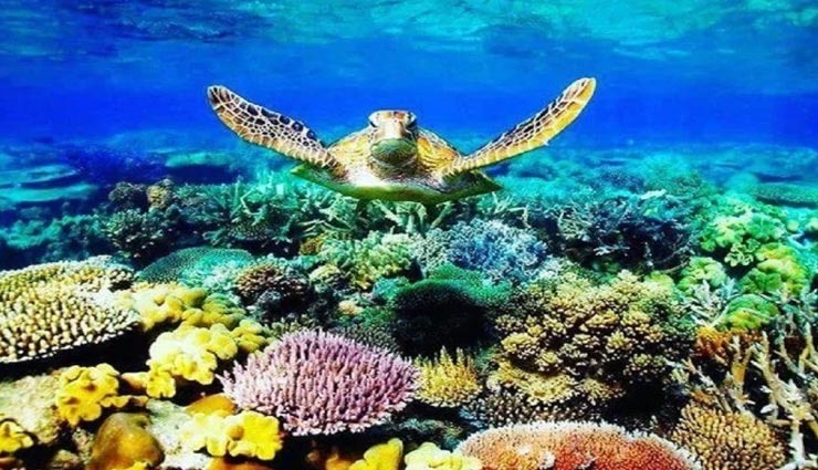 क्या आप जानते हैं 'ग्रेट बैरियर रीफ' का यह रहस्य, क्यों कहते हैं 'पानी का बगीचा'