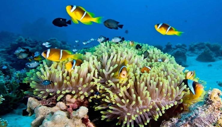 क्या आप जानते हैं 'ग्रेट बैरियर रीफ' का यह रहस्य, क्यों कहते हैं 'पानी का बगीचा'