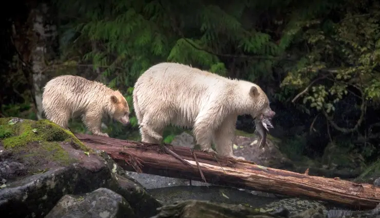 largest forests in the world,worlds biggest forests,top 10 largest forests,giant forests on earth,biggest woodland ecosystems,vast forested regions,earths grand forests,largest forested areas,forest biomes worldwide,expansive woodland landscapes