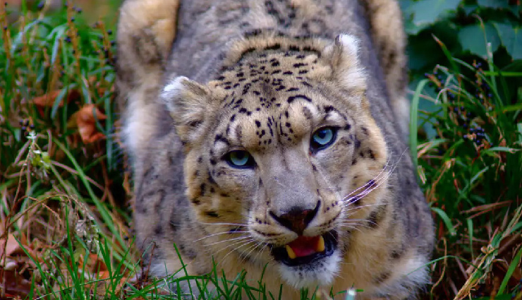 snow leopard in india,where to see snow leopards in india,best places to spot snow leopards,snow leopard sighting india,wildlife tourism in india,snow leopard habitat,hemis national park snow leopards,spiti valley snow leopard trek,best time to see snow leopards,endangered wildlife in india